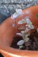 Tostão Rosa – Pink Lady, mosquitinho ou Dinheirinho em Penca variegata