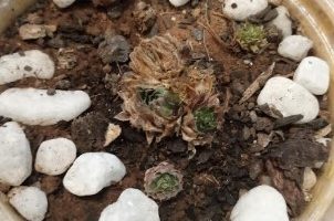 Suculenta Sempervivum Sempre-viva Como Salvar Cuidar Substrato Rega
