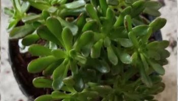 Aeonium Sediformium – Foto da Muda da Suculenta – Como Cuidar