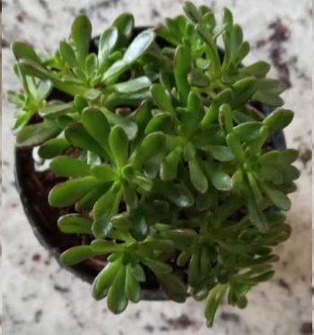 Aeonium Sediformium – Foto da Muda da Suculenta – Como Cuidar