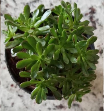 aeonium-sedifolium-suculenta-arbustiva-