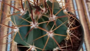 Cacto Coroa de Frade – Melocactus Ferreophilus – Foto da Muda 