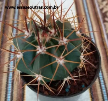 Cacto Coroa de Frade – Melocactus Ferreophilus – Foto da Muda 