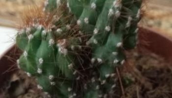Cereus Peruvianos Monstruosos – Foto da Muda do Cacto Monstro Mini