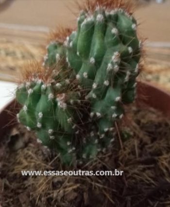 Cereus Peruvianos Monstruosos – Foto da Muda do Cacto Monstro Mini