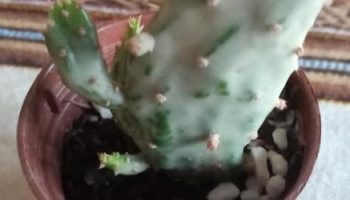 Cacto Variegata – Opuntia Vulgares – Foto da Muda e Cuidados
