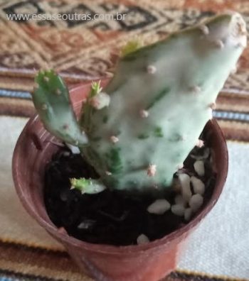 Cacto Variegata – Opuntia Vulgares – Foto da Muda e Cuidados