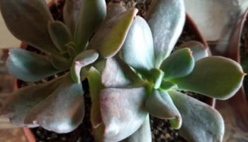Echeveria Dark Vader – Suculenta de Folhas Invertidas e Hibridas