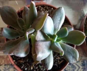 Echeveria Dark Vader – Suculenta de Folhas Invertidas e Hibridas