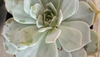 Echeveria Caly Argentea – Foto da Muda – Como Cuidar, Sol, Rega, Flor