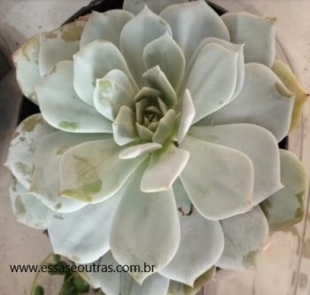 Echeveria Caly Argentea – Foto da Muda – Como Cuidar, Sol, Rega, Flor