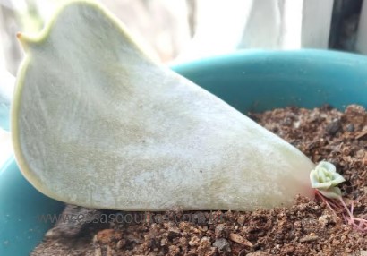 folha-de-echeveria-secunda-pumila-brotando-