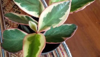Peperômia tricolor – Peperômia Clusifolia Foto da Muda e Como Cuidar