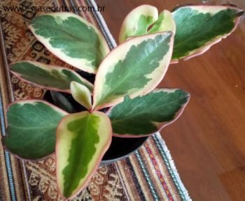 Peperômia tricolor – Peperômia Clusifolia Foto da Muda e Como Cuidar