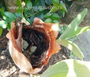 folhas-coletora-do-chifre-de-veado-