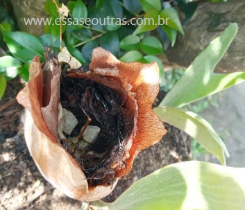 folhas-coletora-do-chifre-de-veado-