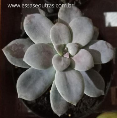 foto-da-muda-da-suculenta-graptopetalum-superbum-