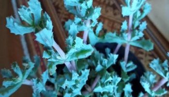 Flor do Meio Dia – Oscularia Deltoides – lamprantos – Foto da Muda