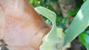 Chifre de Veado – Como Cuidar Planta de Sombra Adubação Samambaia