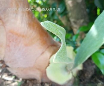 Chifre de Veado – Como Cuidar Planta de Sombra Adubação Samambaia