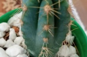 Cacto Azul – Pilosocereus Pachycladus F. Ritter – Foto da Muda