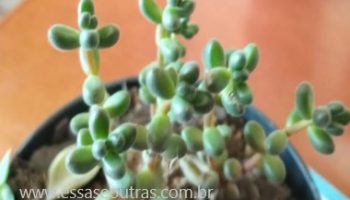 Sedum Stahlii – Suculenta Sino de Corais ou Sedum Mexicano e Missangas