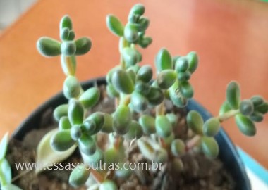 sedum-stahlii-missangas-cuidados-