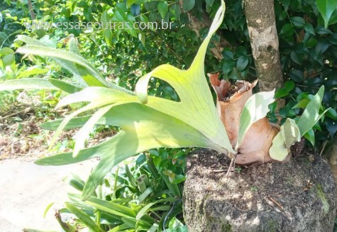 samambaia-chifre-de-veado-como-cuidar-