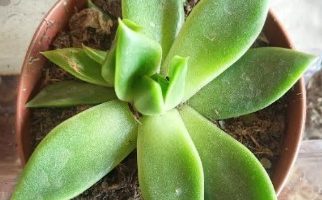Echeveria Agavoides Lemaire, Red Blush, Estrela – Como Cuidar
