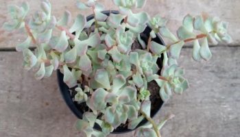 Echeveria Querência Suculenta de Folhas e Roseta Miúda Foto da Muda
