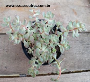 Echeveria Querência Suculenta de Folhas e Roseta Miúda Foto da Muda