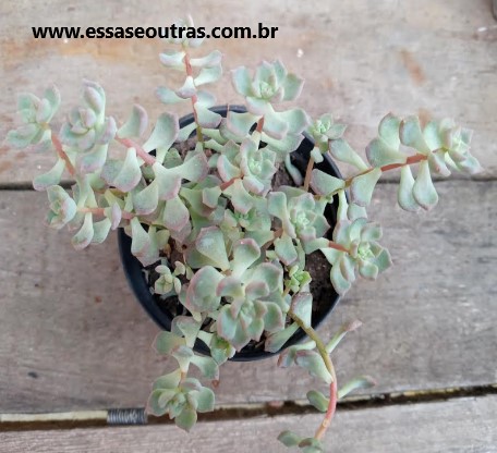 suculenta-echeveria-querência-foto-da-muda-