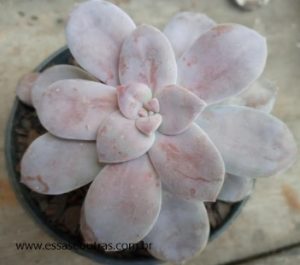 mesma-graptopetalum-superbum-no-sol-