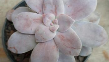 Suculenta Graptopetalum Superbum – Foto da Muda como Cultivar