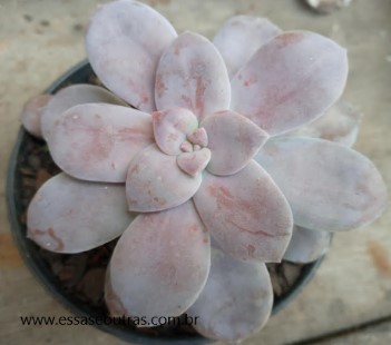 mesma-graptopetalum-superbum-no-sol-