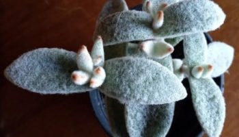 Kalanchoe de Pelúcia – Como Cuidar da Planta Panda, Branca de Neve