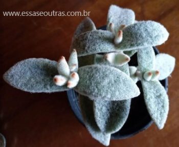 Kalanchoe de Pelúcia – Como Cuidar da Planta Panda, Branca de Neve