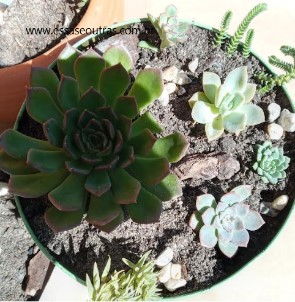 como-plantar-suculentas-na-lata-decorada