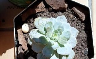 Suculentas na Lata de Panetone – Como Impermeabilizar e Plantar