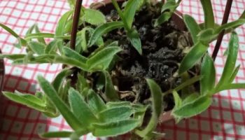Orelhas de gatinhos – Suculenta Orelhas de Bichanos – Foto da Muda