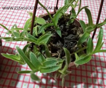 Orelhas de gatinhos – Suculenta Orelhas de Bichanos – Foto da Muda