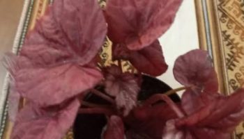 Begônia Rex –  Foto da Muda, Planta de Sombra com Folhas Coloridas
