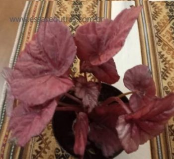 Begônia Rex –  Foto da Muda, Planta de Sombra com Folhas Coloridas