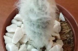 Cacto Cabeça de Velho – Cephalecereus Senilis – Foto da Muda