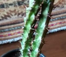Cacto Longo Fino cheio de Espinhos Euphorbia Aeruginosa Como Cuidar