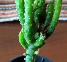 Cacto Opuntia Monacantha Monstruosa – Foto da Muda e Como Cuidar