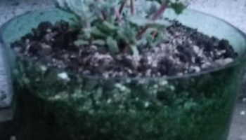Suculentas no Garrafão – Como Plantar Suculenta e Pendurar no Macramê 