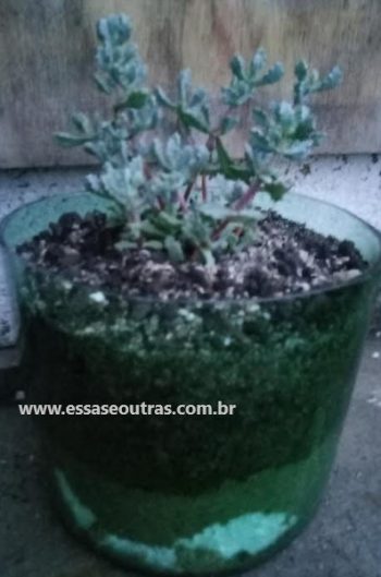 Suculentas no Garrafão – Como Plantar Suculenta e Pendurar no Macramê 