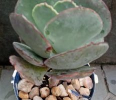 Suculenta Cotyledon Orbiculata – Foto da Muda do Bálsamo e Cuidados