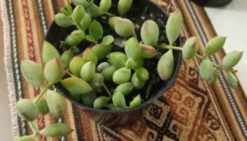 Cotyledon Pendens – Suculenta Pendente com Flores Lindas